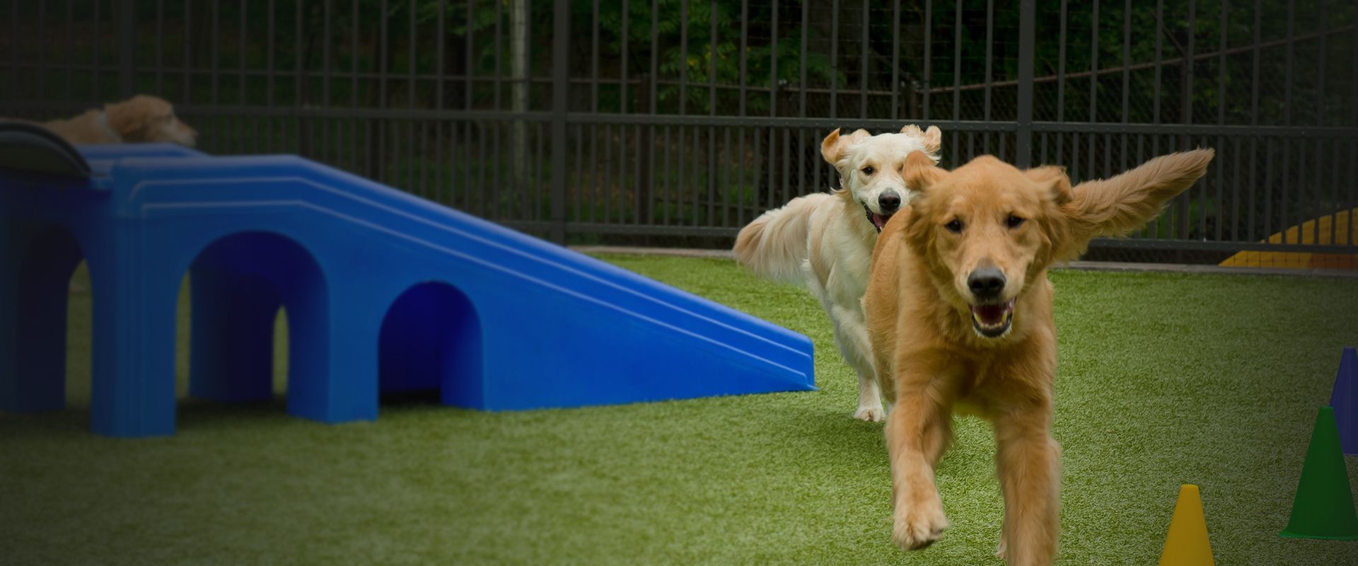 golden retriever dogs playing at rivermist pet lodge playground