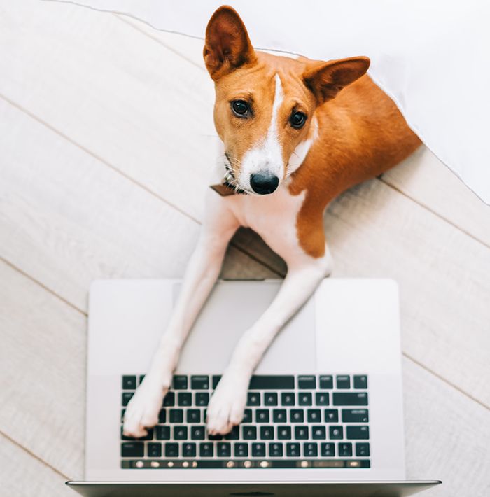 Red white basenji dog lying floor with laptop computer